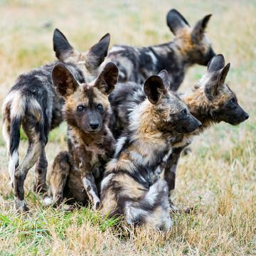 Exclusive Private Full-Day Game Drive: Wild Dog Sighting in Kruger National Park