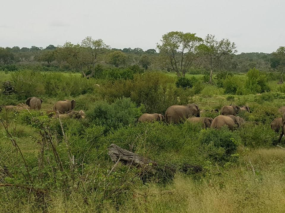 A Magical Morning at Kruger: One Watering Hole, Endless Wonders