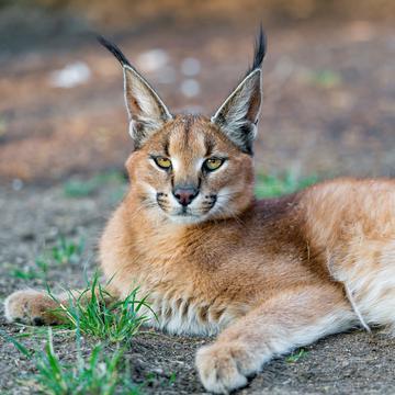 Ama-zing African Safaris: Kruger National Park Game Drive with a Rare Caracal Sighting