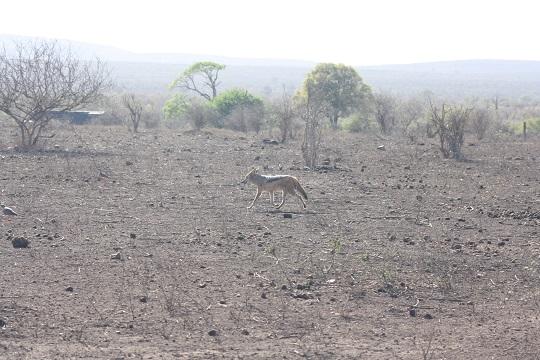 The Iconic Call of the African Bush: Encountering the Black-Backed Jackal in Kruger National Park