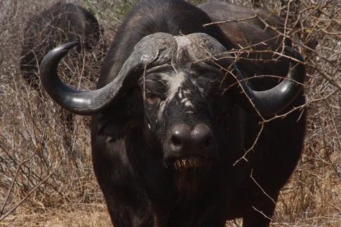 Encountering the Legendary Dagga Boys on Our Kruger Park Afternoon Game Drive