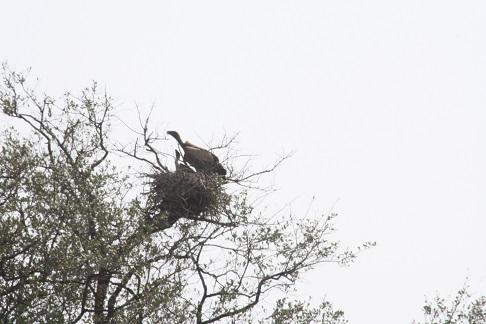Cape Vulture Feeding Her Chick – A Rare Kruger Park Game Drive Sighting
