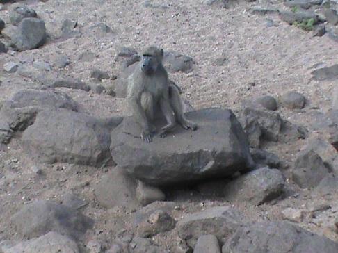 Chacma Baboons in Kruger National Park – “So Close to Human!”