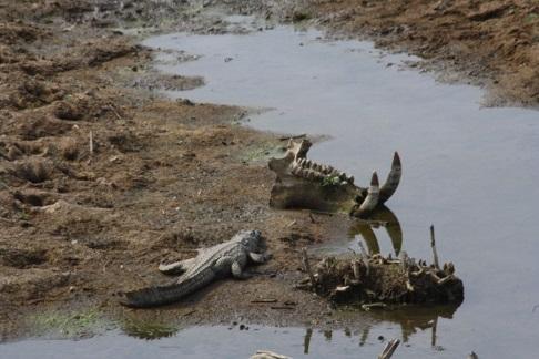Morning Safari Surprise: Crocodiles Beside Hippo Skulls