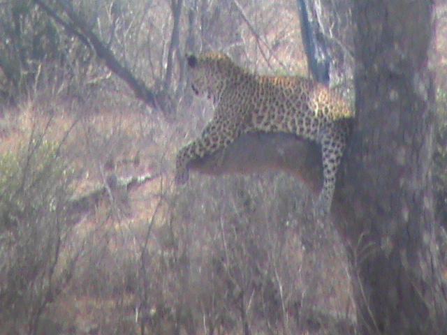 A Magical Leopard Sighting Near Crocodile Bridge, Kruger National Park