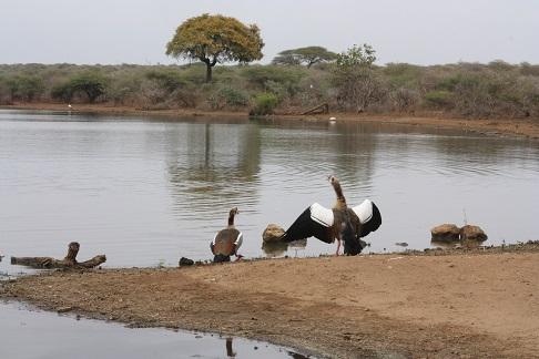 Beautiful Egyptian Geese Spotted on Our Afternoon Game Drive in Kruger National Park