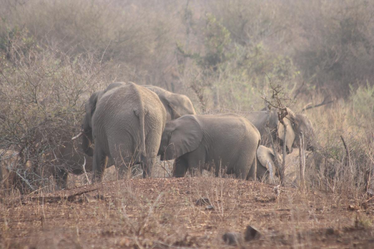 A Magical Morning with an Elephant Herd in Kruger National Park