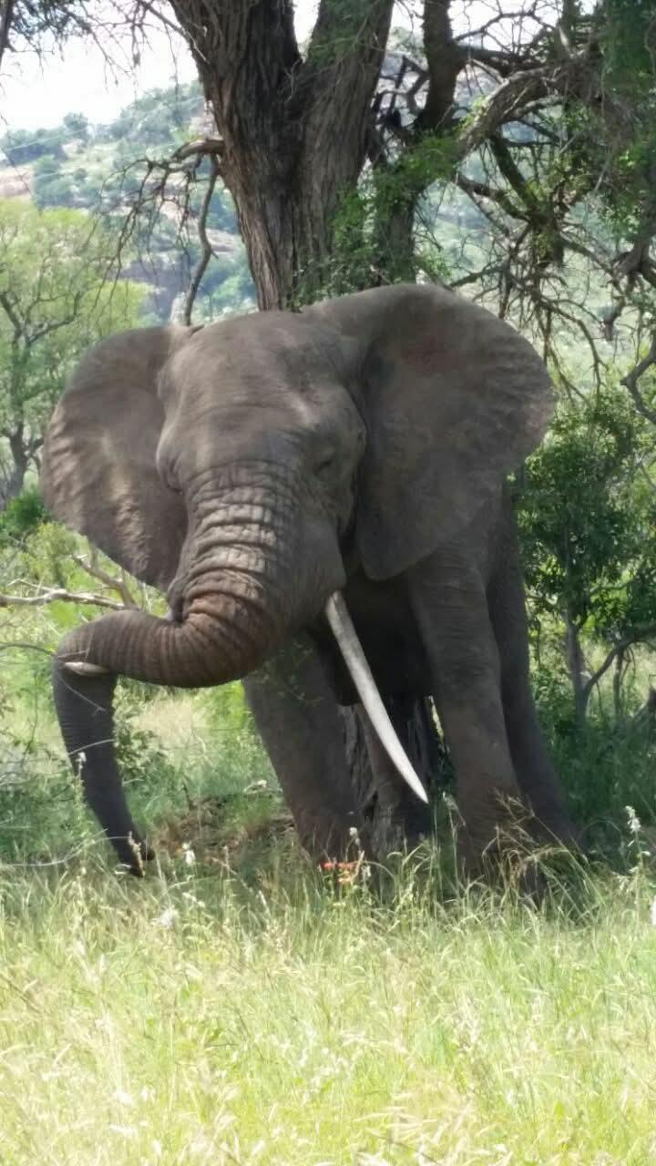 A Majestic Encounter in Kruger: The Big Tusker by the Tree