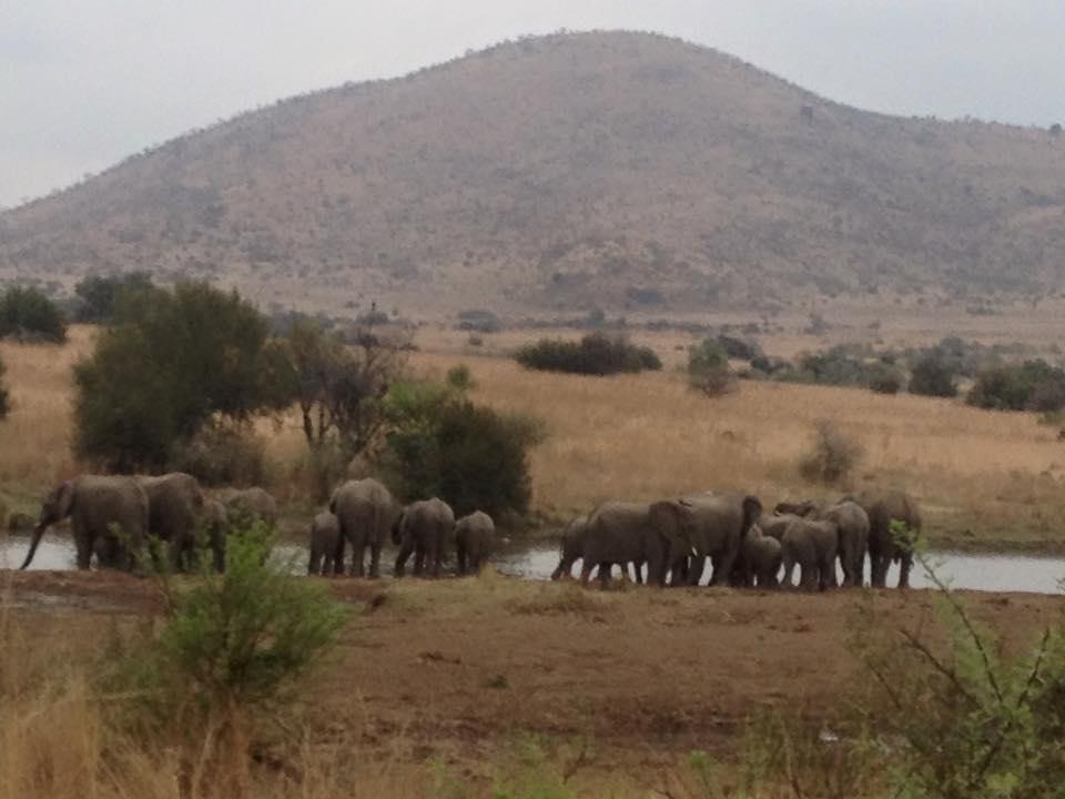 A Majestic Elephant Gathering at a Watering Hole – Ama-Zing African Safari in Kruger National Park