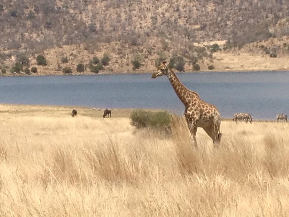 A Serene Encounter: Morning Game Drive at the Watering Hole