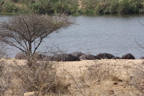 Hippo Encounters on a Scorching Kruger National Park Safari