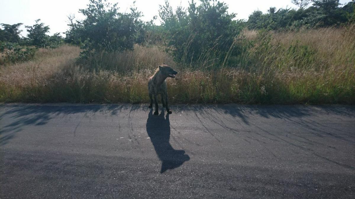 Morning Shadows: Our Spotted Hyena Encounter in Kruger