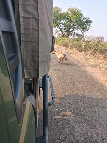 Sunday, Monday, Hyena Day? 4 Hyena Sightings in Kruger National Park Between 06:00 and 12:00!