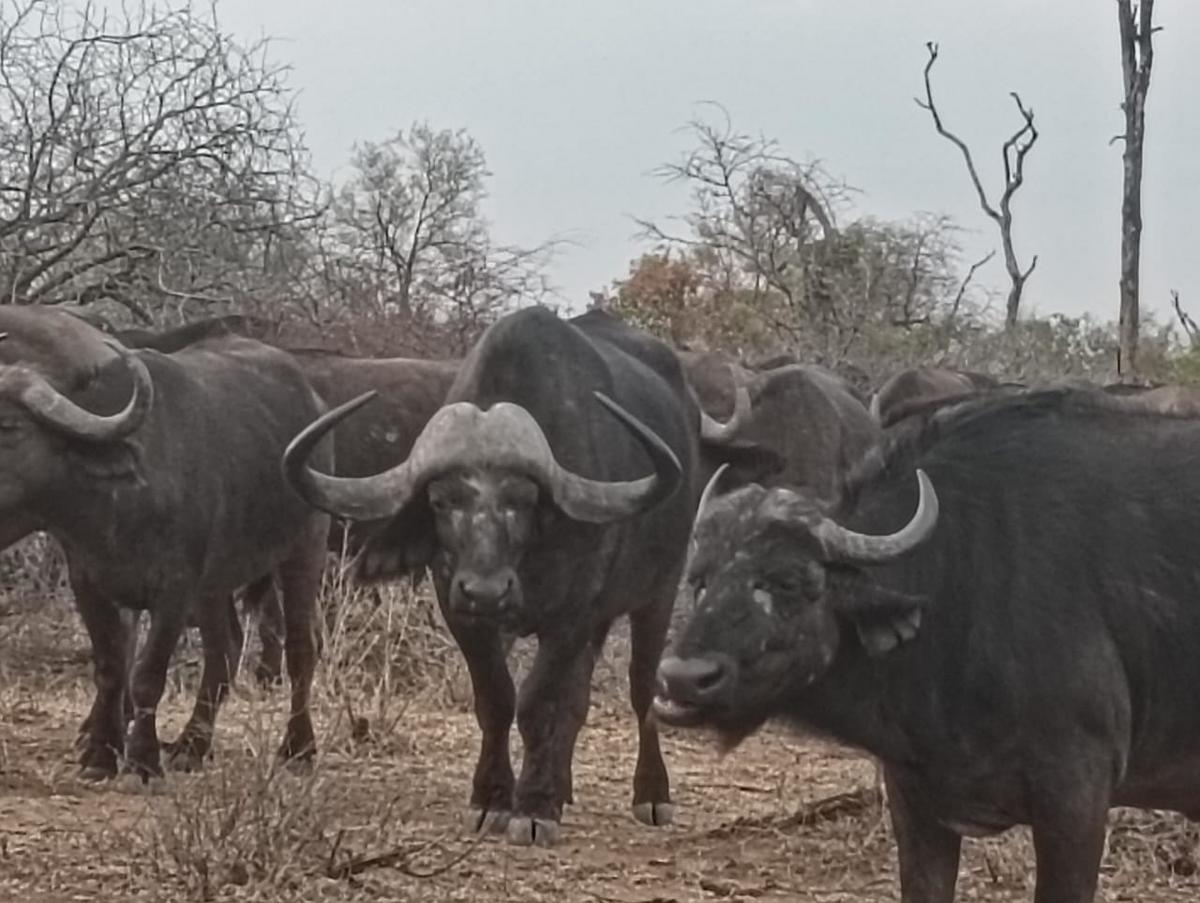 Could This Be George Washington’s Buffalo Bull?
