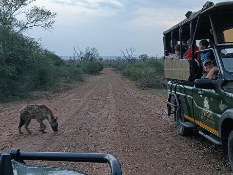 A Curious Spotted Hyena Encounter on Safari with Ama-Zing African Safaris