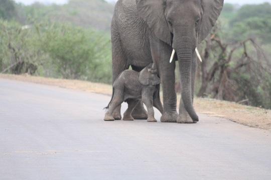 Baby Elephant and Mommy During Nursing Time in Kruger National Park