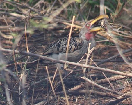 Yellow-Billed Hornbill Caught in Action: Eating a Grasshopper in the Wild