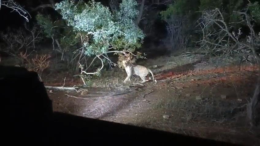 Leopard Scent Marking in Kruger National Park – A Rare Wildlife Encounter