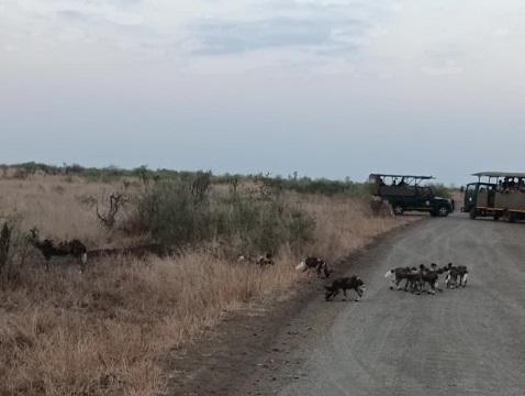 Kruger National Park Wild Dog Pups
