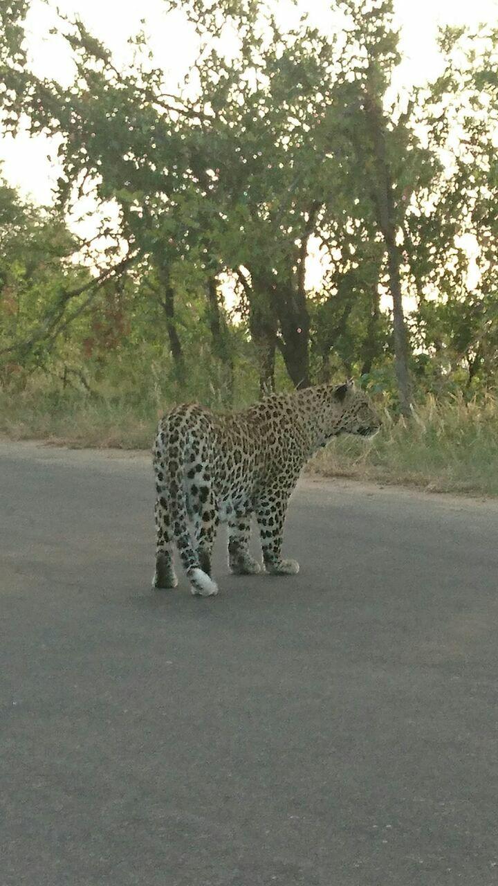 Unforgettable Leopard Encounter on a Private Full-Day Safari in Kruger National Park
