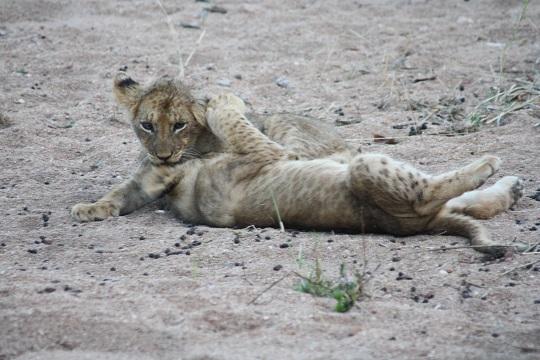 Playful Lion Cubs in Kruger National Park – A Magical Moment with Ama-Zing African Safaris