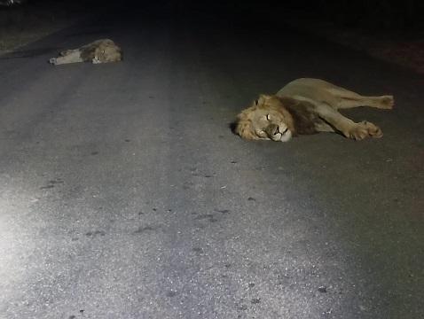 Lions Feeding on Buffalo: An Incredible Kruger Sunset Drive with Ama-Zing African Safaris