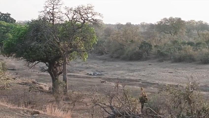 Lions vs Wild Dogs: Dramatic Sighting at Vurhami Bridge, Kruger National Park