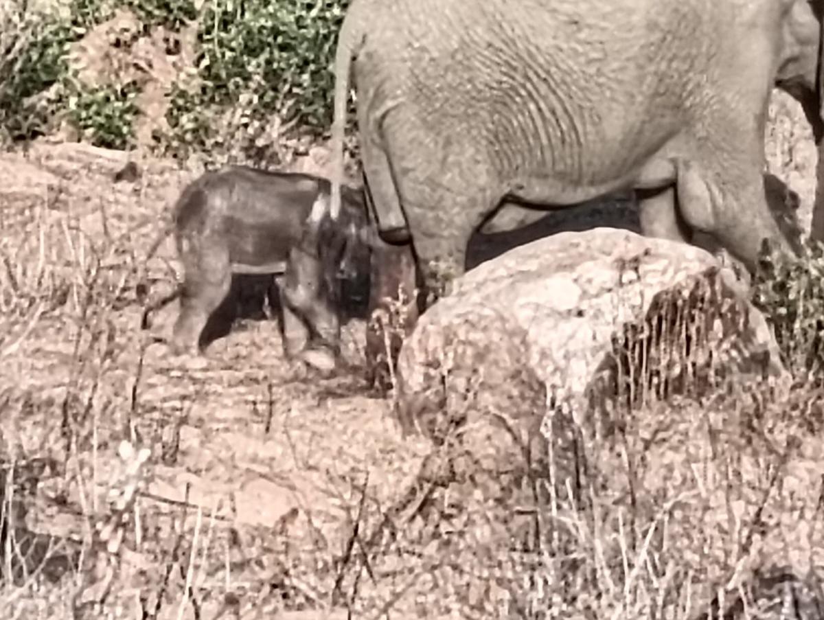 I Just Missed the Birth of One of Kruger Park’s Newest Elephant Calves!