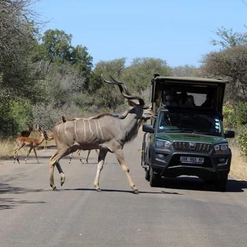 Why You Should Choose a Private Open Safari Vehicle Game Drive in Kruger National Park