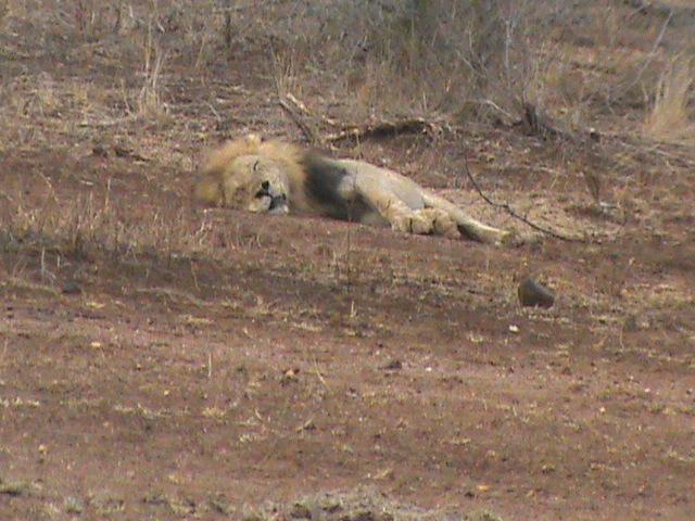 You Missed It Live: Two Sleeping Lions Wake Up on Our Safari Stream