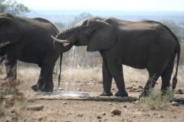 Majestic African Elephants Drinking Water in Kruger National Park