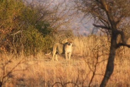 Lionesses and Lion Cubs Spotted on a Half-Day Game Drive in Kruger National Park