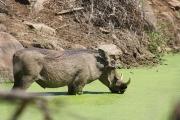 Hey Pumba! Where is Timon?