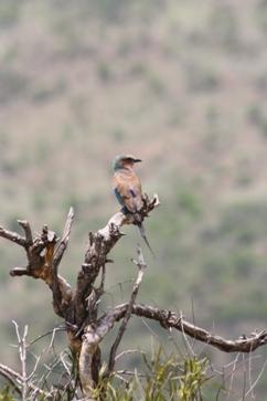 A Birdwatcher’s Dream: Game Driving for Birds in Kruger National Park