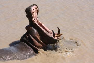 Chasing the Big Five — and Finding a Playful Hippo in Kruger Park
