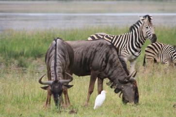 Stripes in the Wild – Our Zebra Encounters on Safari