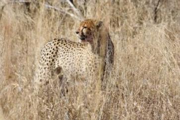 Up Close with a Cheetah: Our Thrilling Ama-Zing African Safaris Experience in Kruger National Park