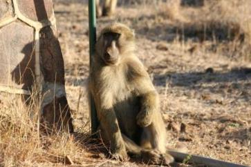 Wildlife Encounters: Chacma Baboon, Impala Ewe, and Vervet Monkeys Feeding Together in Kruger National Park